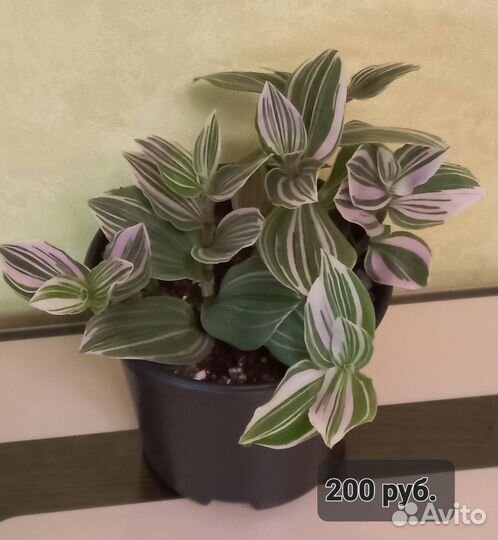 Комнатные растения