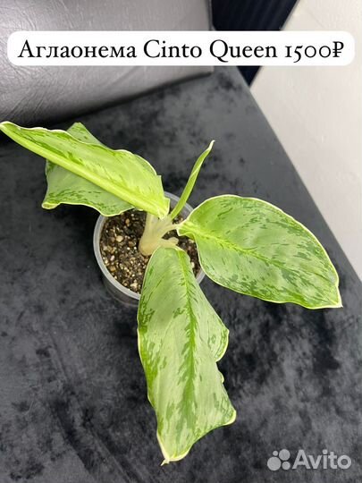 Аглаонема Cinto Queen