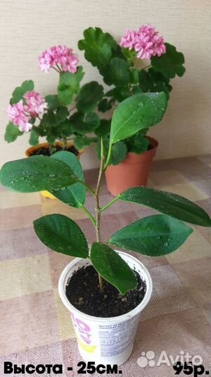 Фикусы микрокапра (моклейм) мокламе