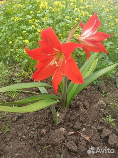 Гиппеаструм амариллис