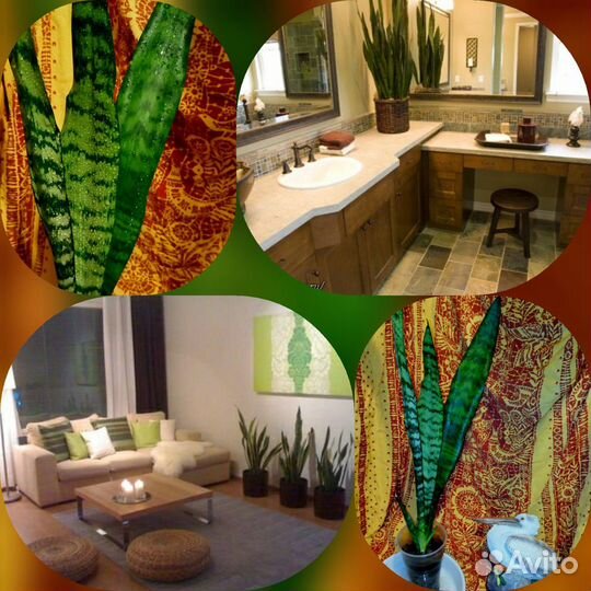 Сансевьера (щучий хвост или тещин язык)