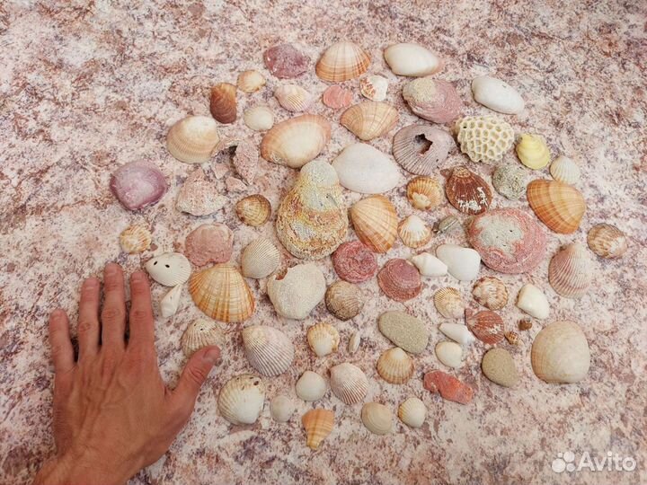 Килограмм ракушек