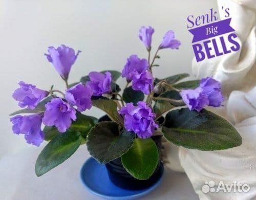 Сортовые фиалки