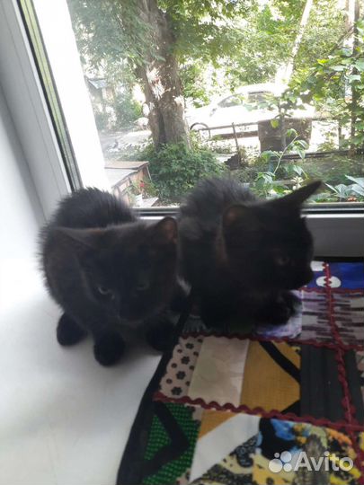 Котята в добрые руки бесплатно