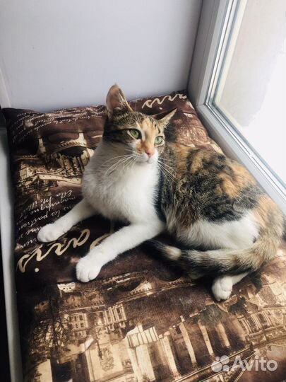 Милашка Кнопа