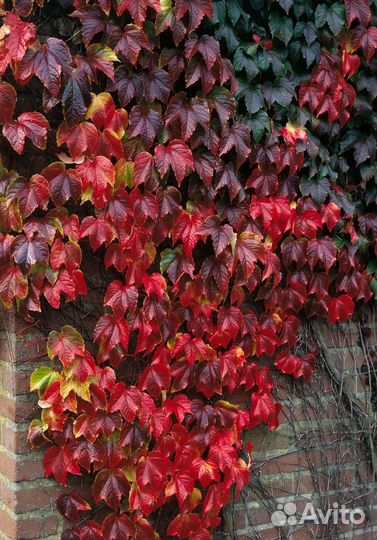 Девичий виноград, саженец