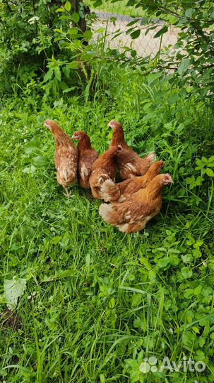 Куры молодки