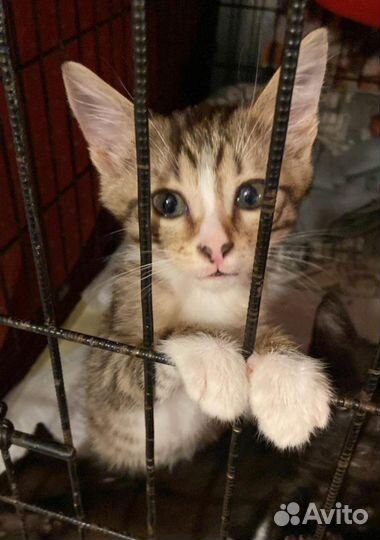 Рыжий котёнок