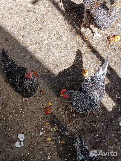 Петушки 6 месяцев