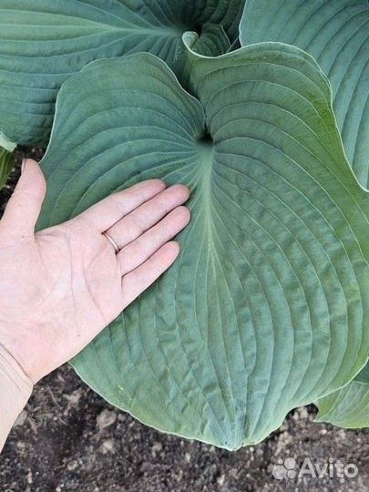 Хосты сортовые