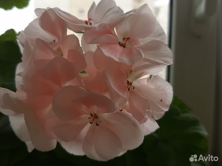 Герань,пеларгония розовая,коралловая