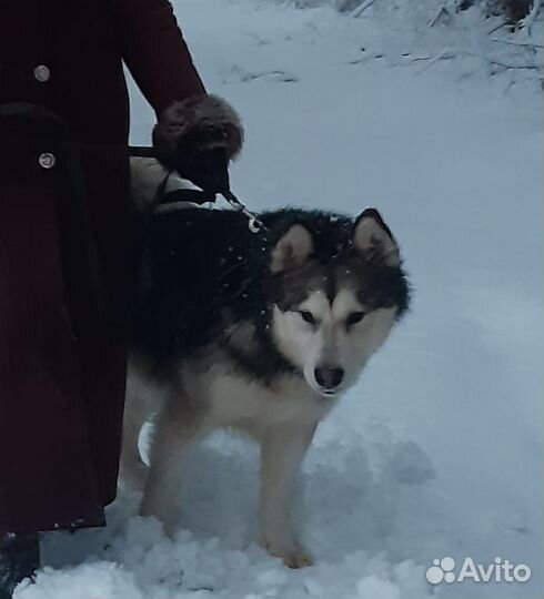 Аляскинский маламут