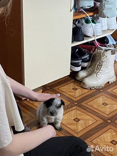 Отдам в добрые руки щенка 2 мес. Девочка