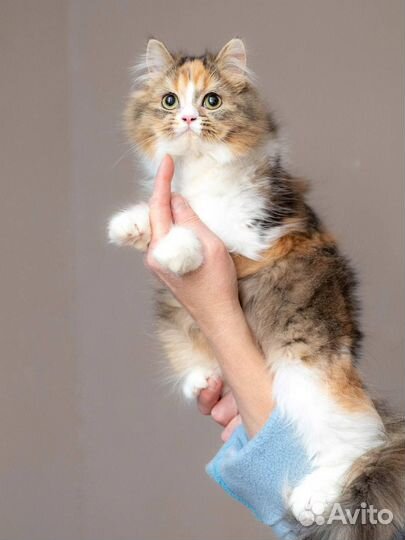 Шотландская кошка