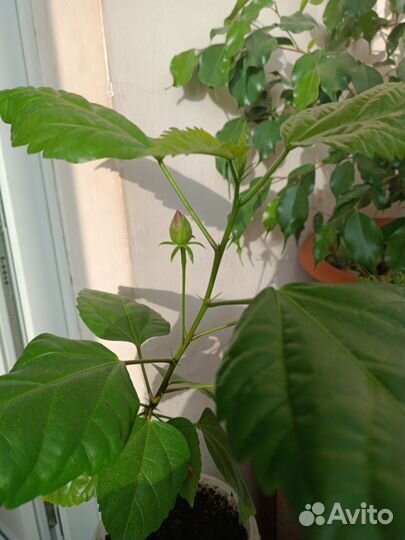 Бигискус китайская роза