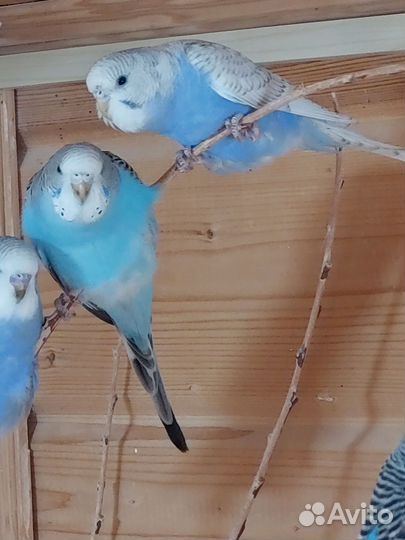 Птенцы волнистого попугая