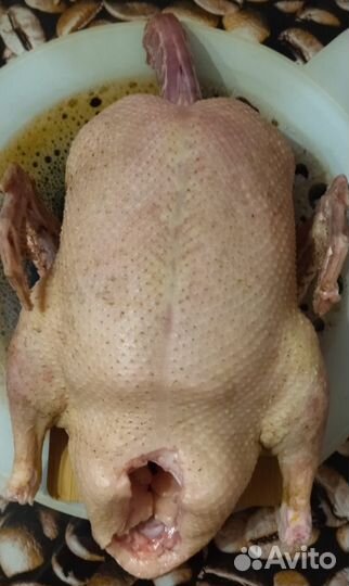 Продам Мясо утки бройлерной