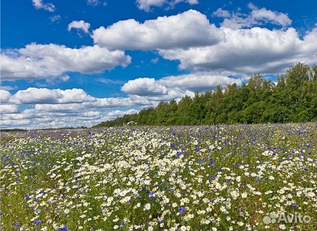Мед 24 года Алтайский оптом