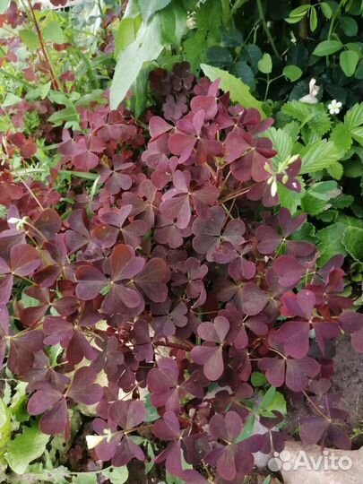 Кислица рожковая, (желтокислица, оксалис садовый)