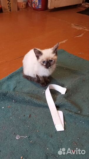 Кошки в добрые руки