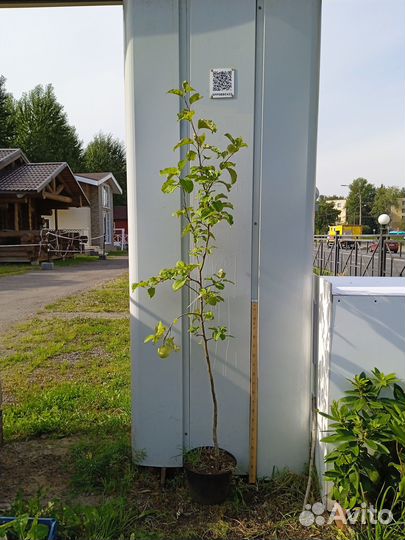 Летние, осенние, зимние сорта яблонь, саженцы зкс