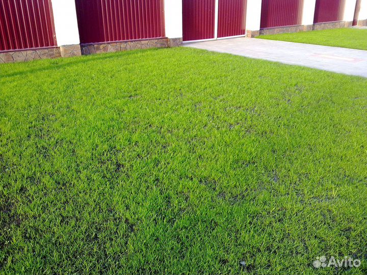 Посев газона под ключ. Озеленение участка