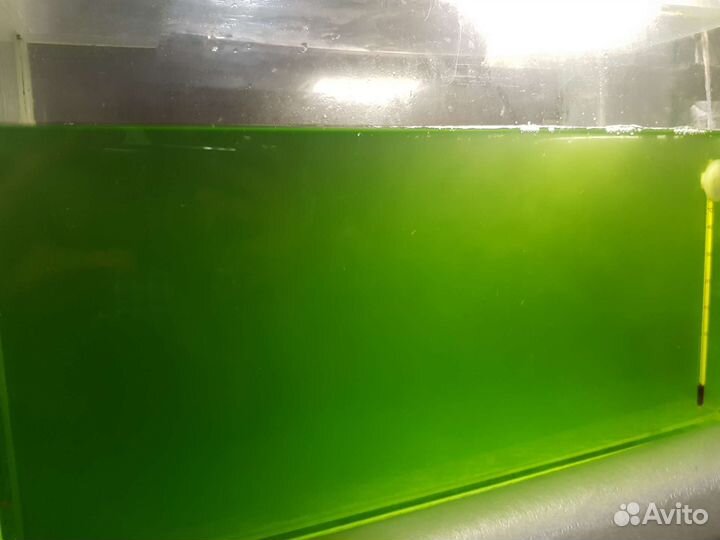 Растения для аквариума и тетраселмис