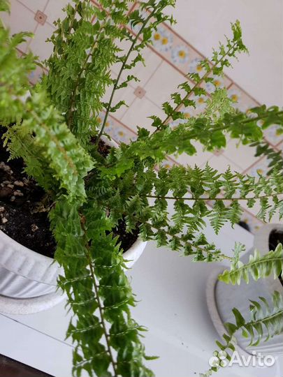 Папоротник