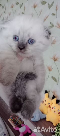 Шотландские вислоухие котята