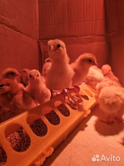 Цыплята ломан браун и хайсекс браун