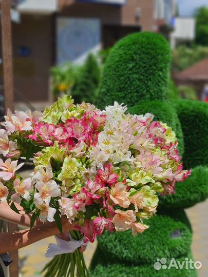 Цветы букет альстромерий