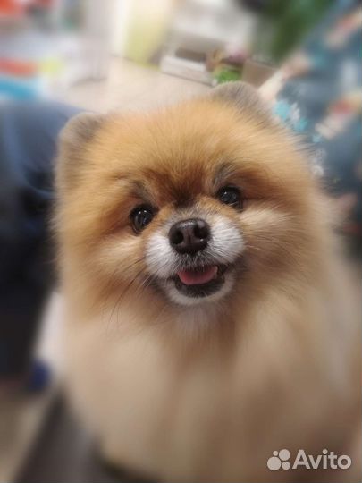 Грумер.Стрижка собак