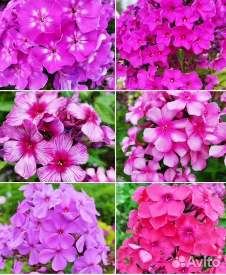 Многолетние растения для сада