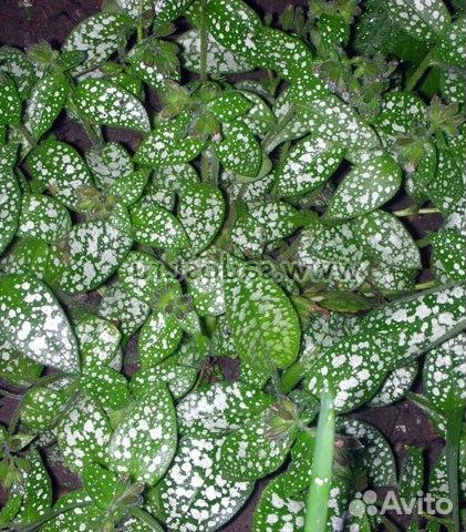 Медуница Миссис Мун