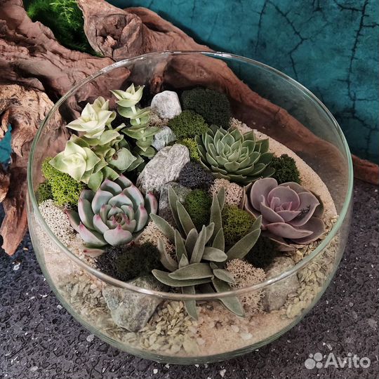 Флорариумы с суккулентами студии Glass & Grass