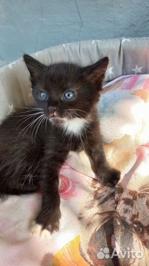 Котик и кошечка