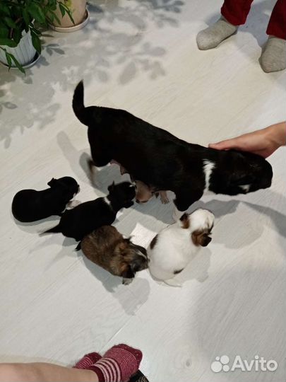 Щенки чихуахуа