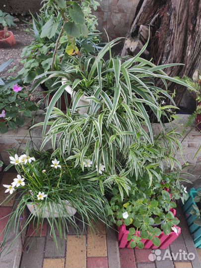 Хлорофитум