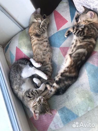 Котята в добрые руки