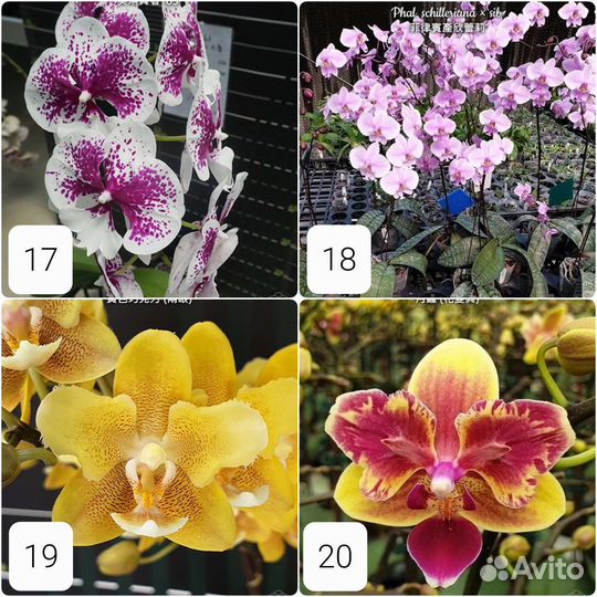 Коллекционнная орхидея фаленопсис из Азии