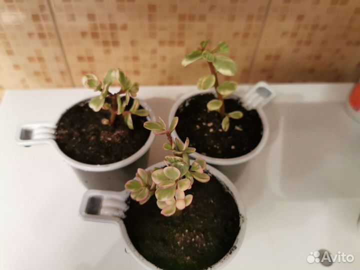 Портулакария