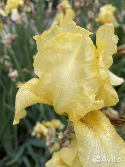 Ирисы высокие желтого цвета, сортовые