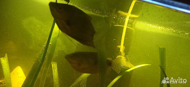 Аквариумные рыбки