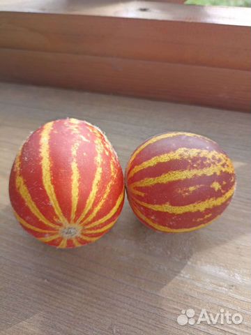 Дыня Ходжа Насреддин (семена)