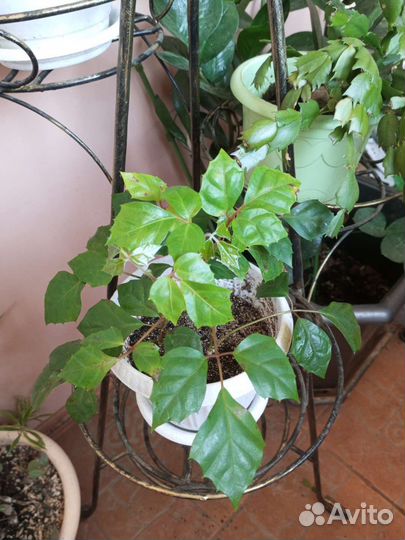 Циссус березка