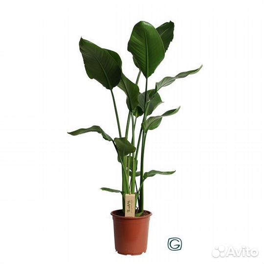 Горшечные растения