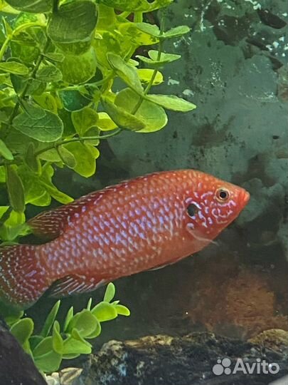 Лабидохромис Еллоу, Хромис красавец, попугай