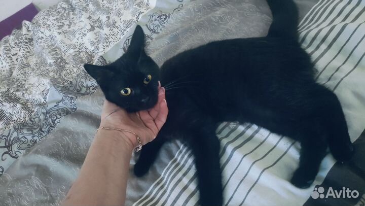 Отдам бесплатно