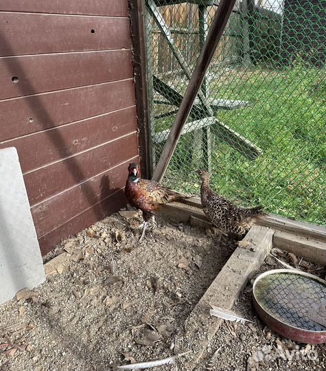 Молодые фазаны