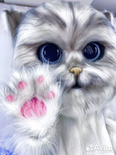 Поздравление от кота,белый медведь,чебурашка